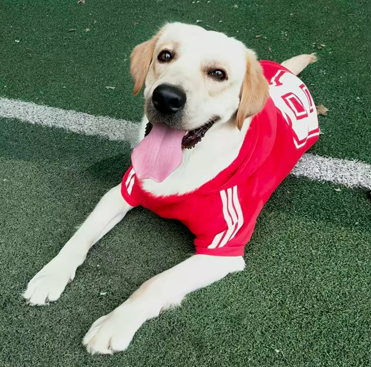 rq3578 Labrador dog clothes for large dogs, golden retriever, Samoyeds, Shiba Inu, Border Collie, spring and autumn pet clothes, thick winter clothes - Image 1