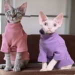 Spring, Autumn and Winter Cat Soft Bottoming Shirt Hairless Cat Clothes Sphynx Warm Pet High Collar Clothes