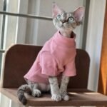 Spring, Autumn and Winter Cat Soft Bottoming Shirt Hairless Cat Clothes Sphynx Warm Pet High Collar Clothes - Image 2