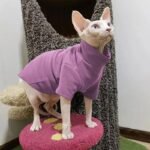 Spring, Autumn and Winter Cat Soft Bottoming Shirt Hairless Cat Clothes Sphynx Warm Pet High Collar Clothes - Image 5