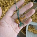 Peach wood gourd mobile phone pendant, antique style handmade woven car key chain - Image 7