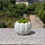 This cement succulent planter features a simple and modern design with an elegant pumpkin pattern, making it perfect for placing on an office desk or in the bedroom. - Image 4