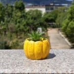 This cement succulent planter features a simple and modern design with an elegant pumpkin pattern, making it perfect for placing on an office desk or in the bedroom. - Image 5