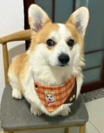 Custom pet bandanas - suitable for cats and dogs - brown and yellow checkered pattern - can be printed with pet portraits and names - Image 5
