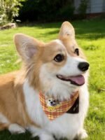 Custom pet bandanas - suitable for cats and dogs - brown and yellow checkered pattern - can be printed with pet portraits and names - Image 6