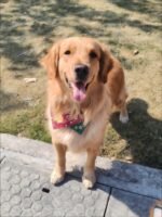 Custom pet bandana - suitable for cats and dogs - red polka dot pattern - can be printed with pet portrait and name - Image 7