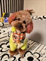 Custom Pet Bandanas - suitable for cats and dogs - yellow and green diamond pattern - can be printed with pet portraits and names - Image 5