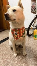 Custom Pet Bandanas - suitable for cats and dogs - yellow and green diamond pattern - can be printed with pet portraits and names - Image 6