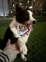 Custom pet bandanas - suitable for cats and dogs - light blue striped pattern - can be printed with pet portraits and names - Image 5