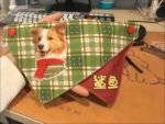 Custom pet bandanas - suitable for cats and dogs - grass green checkered pattern - can be printed with pet portraits and names - Image 5