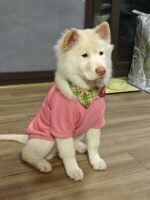 Custom pet bandanas - suitable for cats and dogs - grass green checkered pattern - can be printed with pet portraits and names - Image 6