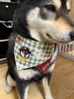 Custom pet bandanas - suitable for cats and dogs - light blue checkered pattern - can be printed with pet portraits and names - Image 6
