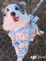 Customized pet identification tag - Dark blue - Acrylic material, suitable for cats and dogs - Image 5