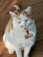 Customized pet identification tag - Dark blue - Acrylic material, suitable for cats and dogs - Image 4