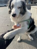 Customized pet identification tag - Dark blue - Acrylic material, suitable for cats and dogs - Image 3